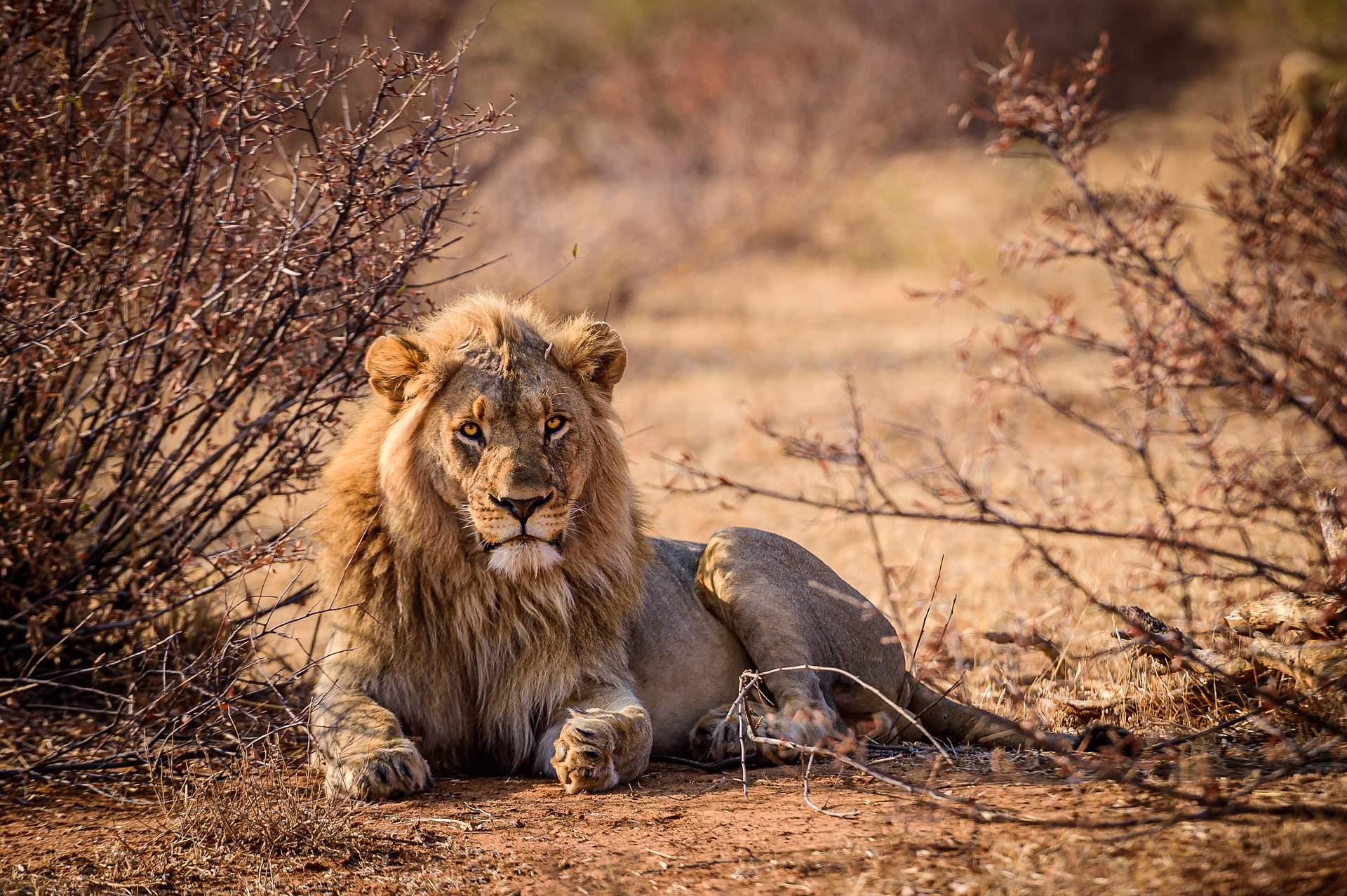 Safari in Afrika