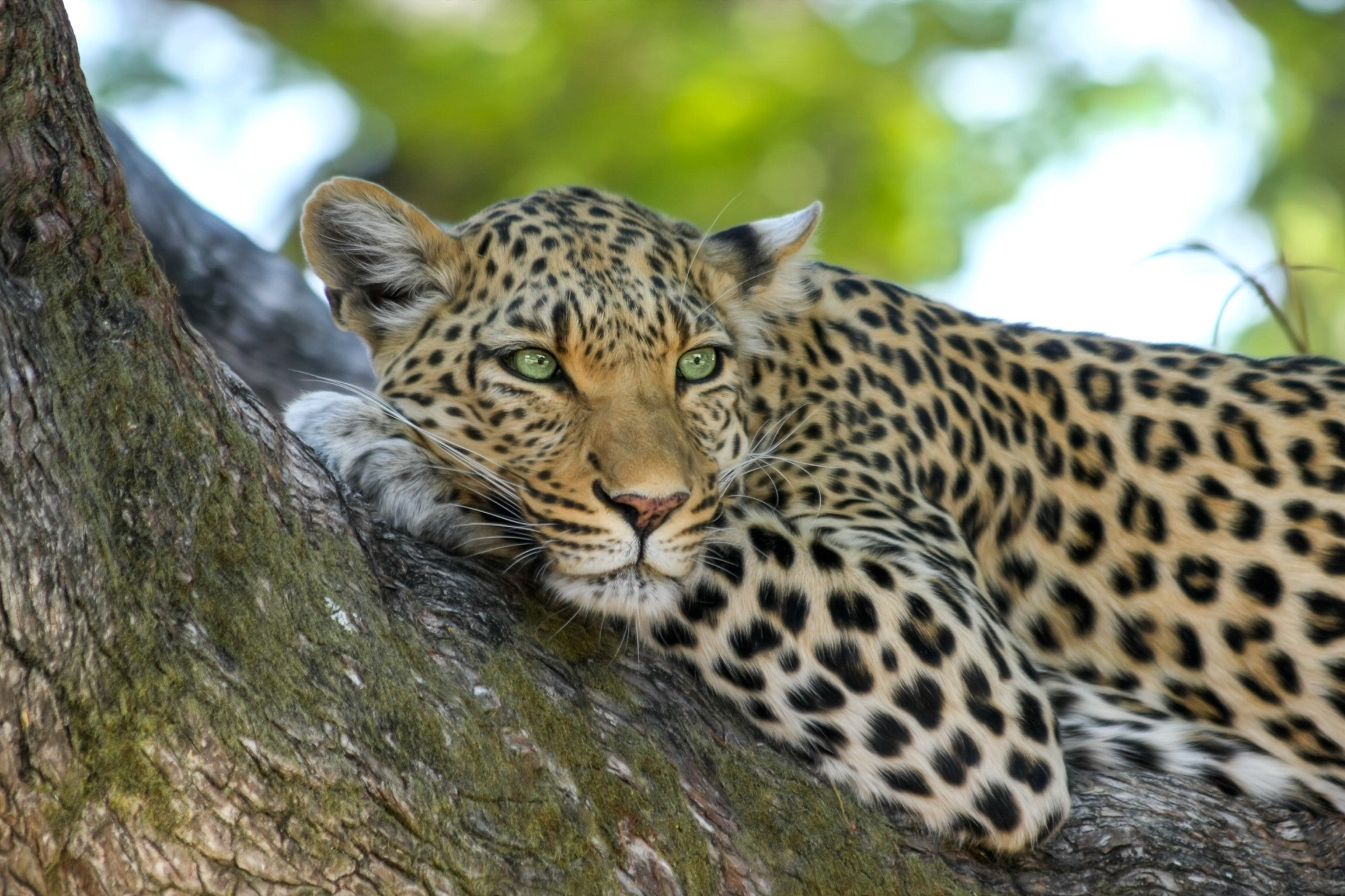 Wildtiere in der ostafrikanischen Savanne