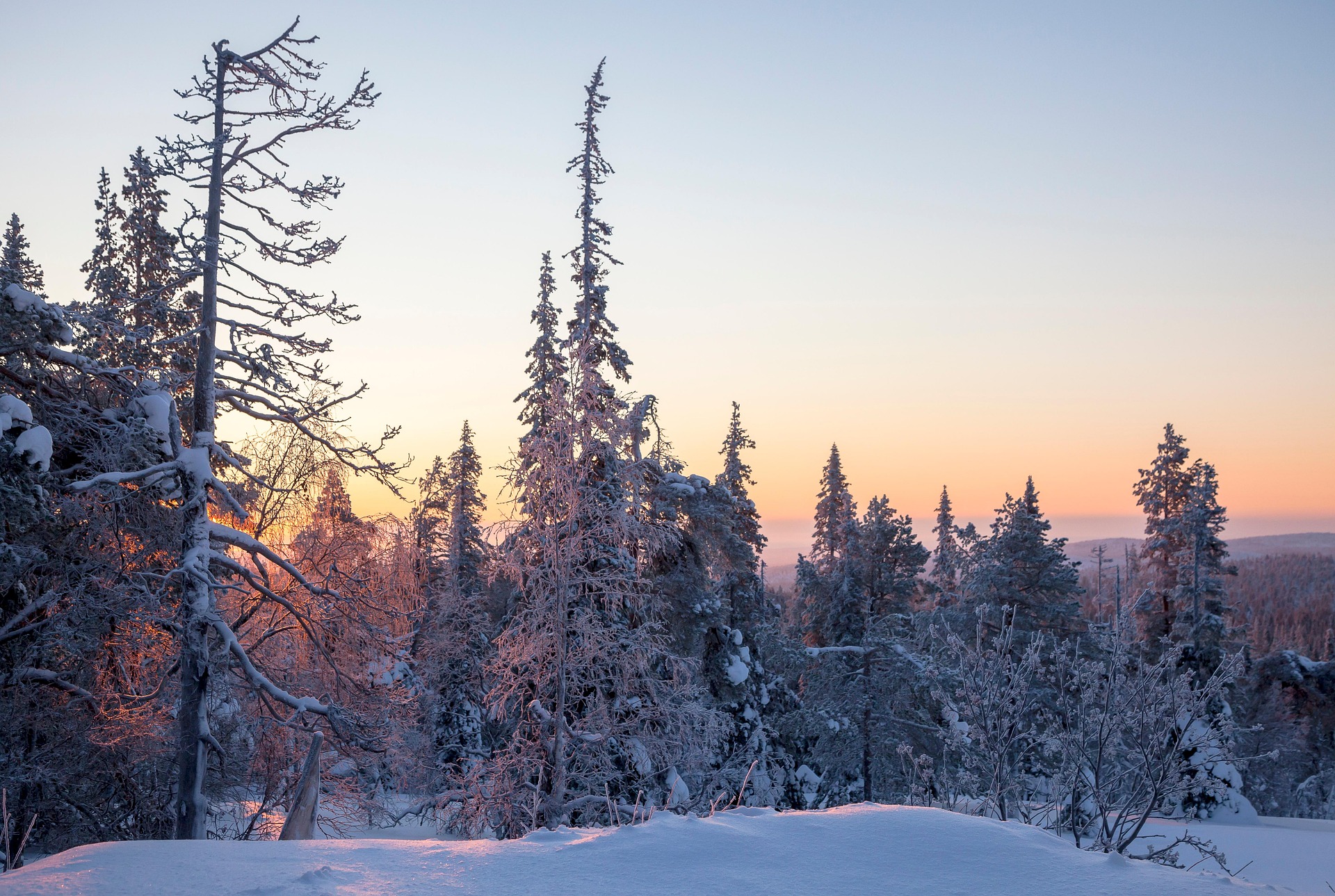 Nordlichter über verschneitem Wald in Lappland